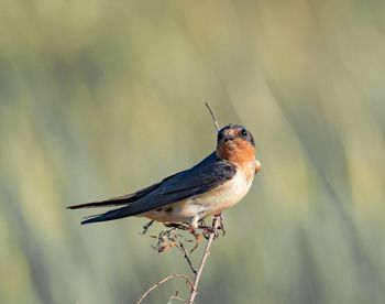 Close-up of bird perching outdoors