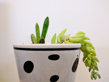 Close-up of potted plant against white background