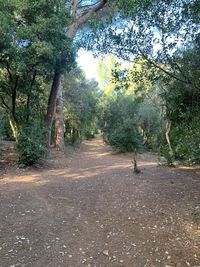 Dirt road amidst trees in forest