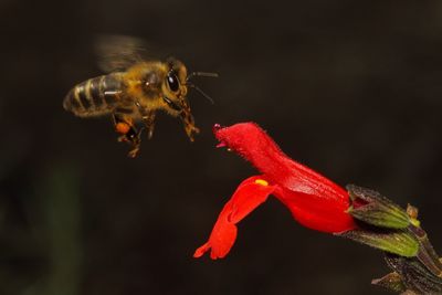 Close-up of bee buzzing by red flower