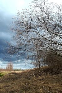Bare trees on field against sky