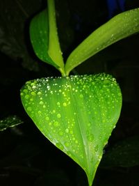 Close-up of raindrops on leaf