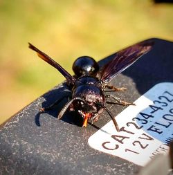 Close-up of insect