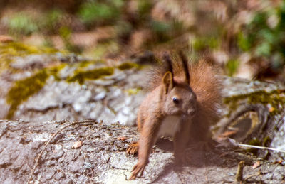 Portrait of squirrel