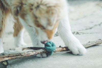 Close-up of a cat
