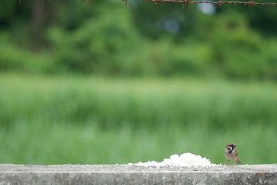 Bird perching on a plant