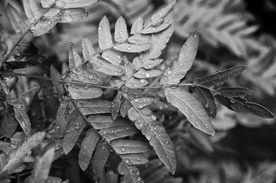 Close-up of wet plant leaves during rainy season