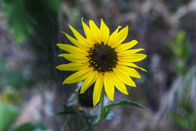 Close-up of yellow flowering plant