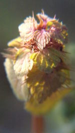 Close-up of flower