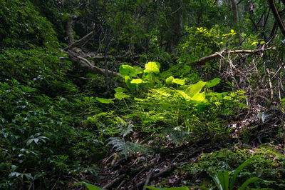 Trees and plants growing on field in forest