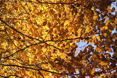 Low angle view of maple tree