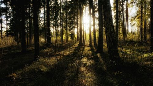 Trees in forest