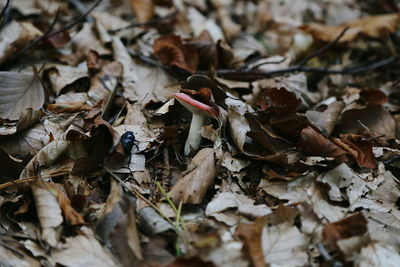 Close-up of dry autumn leaves