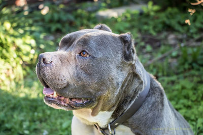 Close-up of dog