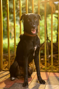 Black dog looking away while sitting outdoors