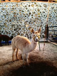 Portrait of sheep standing on field