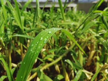 Close-up of dew drops on grass