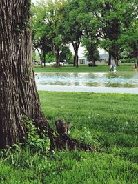 View of trees on grassland