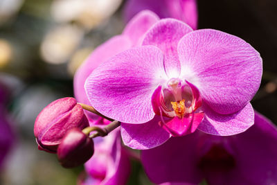 Close-up of pink orchids