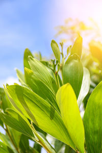 Close-up of plant