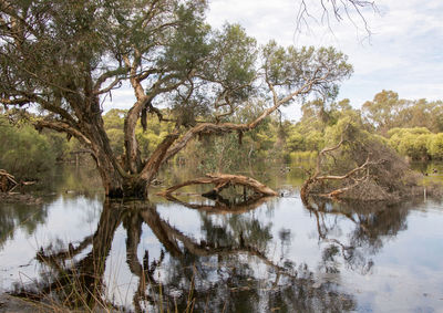 Reflection of melaleuca tree on lake