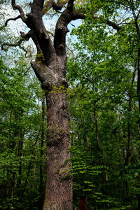 Low angle view of tree trunk in forest