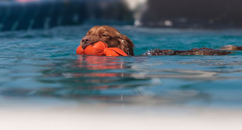 Close up golden retriever swimming with toy