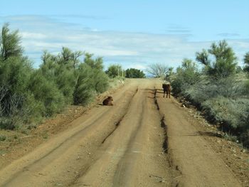 Dirt road along trees with calfs