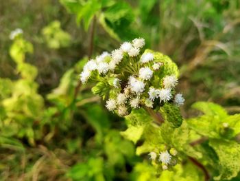 Close-up of white flowering plant