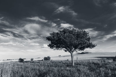 Tree on field against sky