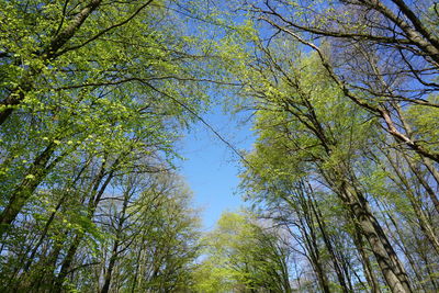 Low angle view of trees against sky