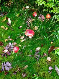 Plant growing on grassy field