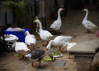 Birds perching on swans