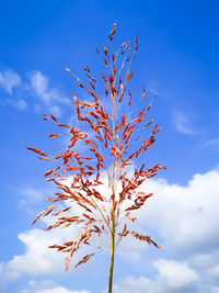 Low angle view of plant against blue sky