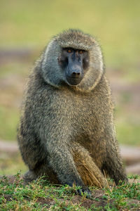 Olive baboon sitting on grass eyeing camera