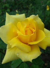 Macro shot of yellow rose blooming outdoors