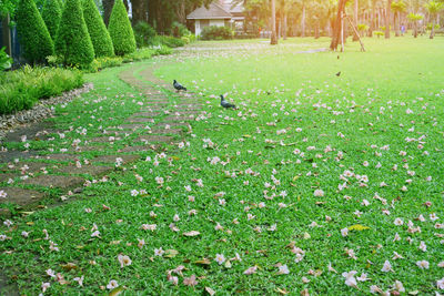 View of white flowers in park