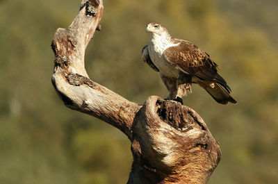 Close-up of owl perching on branch