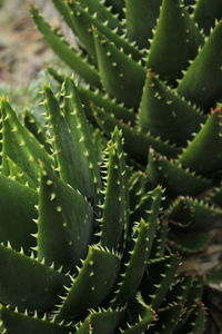 Close-up of succulent plant
