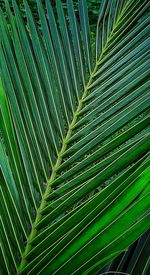 Full frame shot of palm leaves