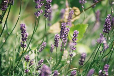 Close-up of purple flowers