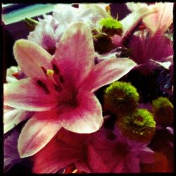 Close-up of pink flower