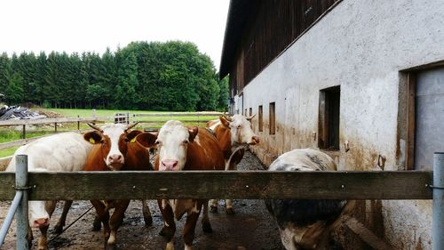 Cows on landscape against trees