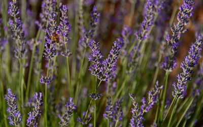 Close-up of purple flowering plants on field