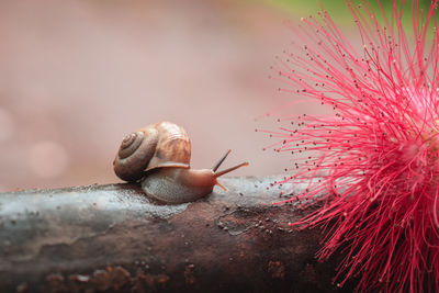 Close-up of snail on leaf