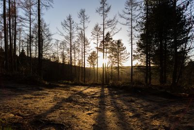 Trees in forest against sky