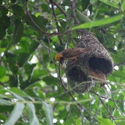 Close-up of bird perching on tree