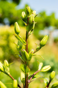 plant