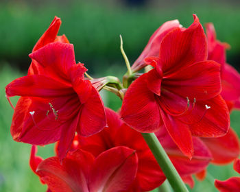 Close-up of red flowering plant