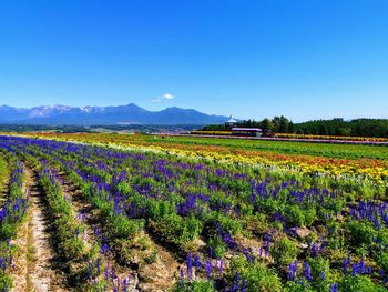 Scenic view of flowering plants on field against blue sky